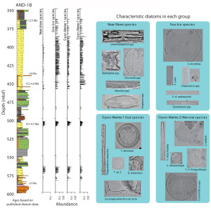 Antarctic marine diatom species groups in a section of the ANDRILL AND-1B drillcore